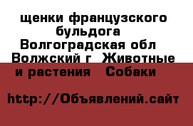 щенки французского бульдога - Волгоградская обл., Волжский г. Животные и растения » Собаки   